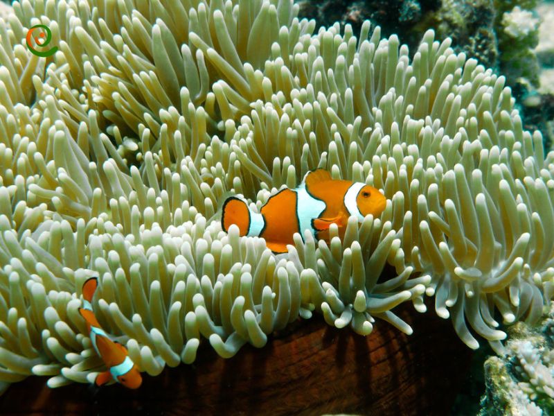 درباره جزئیات دیواره بزرگ مرجانی استرالیا با این مقاله از دکوول همراه باشید.