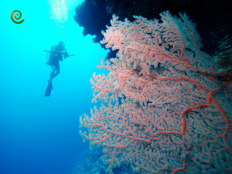 درباره اهمیت حفاظت و پایداری از دیواره بزرگ مرجانی در استرالیا با این مقاله از دکوول همراه باشید.