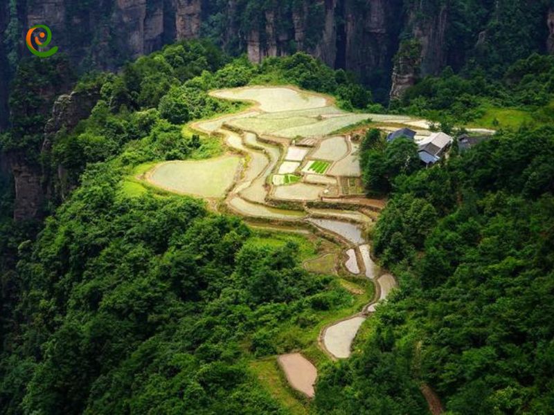 درباره مراتع و گیاهان دارویی در پارک ملی ژانگ جیاجی با این مقاله از دکوول همراه باشید.