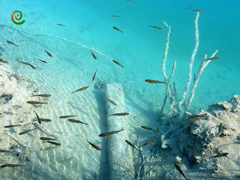 قایق‌رانی یکی دیگر از تفریحات دریاچه‌های پلیتویک کرواسی با این مقاله از دکوول همراه باشید.