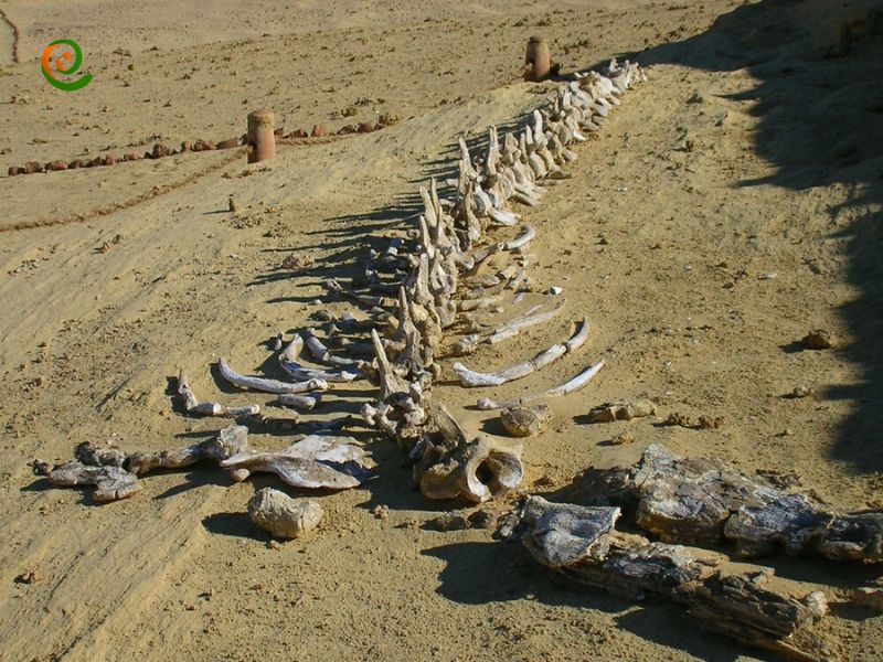 درباره تنوع زیستی و فسیل‌ها در وادی الحیتان با این مقاله از دکوول همراه باشید.