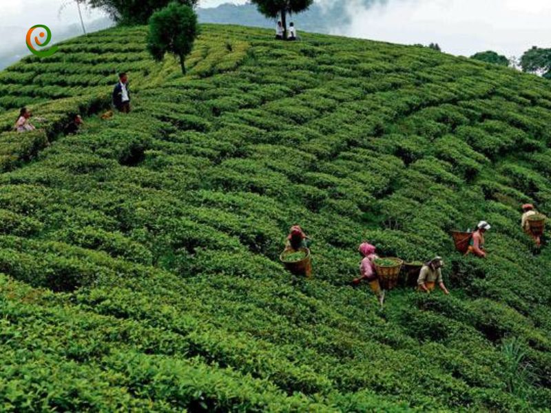 درباره چای دارجیلینگ هندوستان با این مقاله از دکوول همراه باشید.