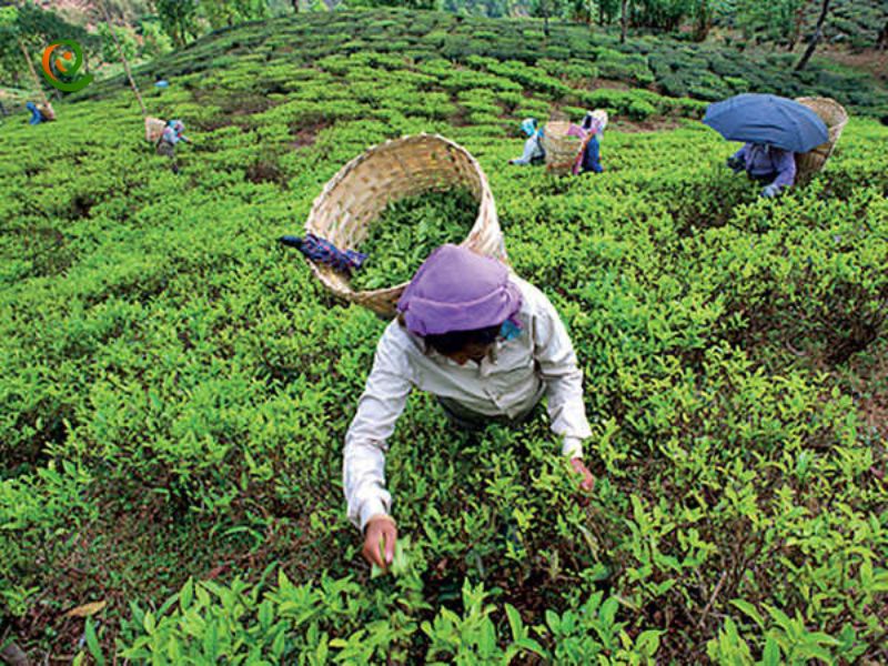 درباره اهمیت باغ‌های چای دارجیلینگ با این مقاله از دکوول همراه باشید.
