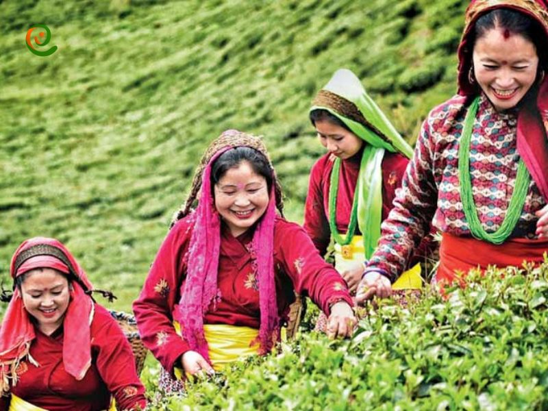 درباره فرآیند تولید چای در باغ‌های دارجیلینگ در هندوستان با این مقاله از دکوول همراه باشید.