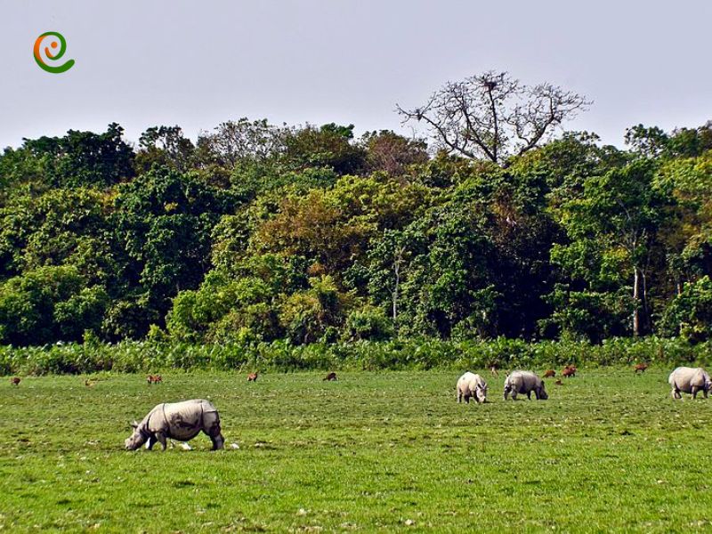 درباره پارک ملی کازیرانگا با این مقاله از وب سایت دکوول همراه باشید.