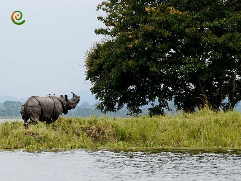 درباره اهمیت پارک ملی کازیرانگا برای حفظ تنوع زیستی هند با این مقاله از دکوول همراه باشید.