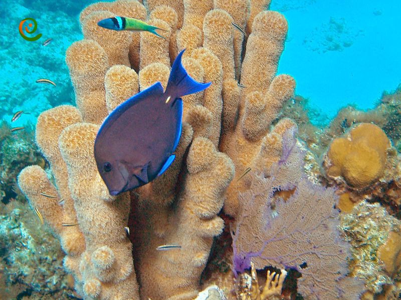 درباره صخره مرجانی و صنعت گردشگری با دکوول همراه باشید.
