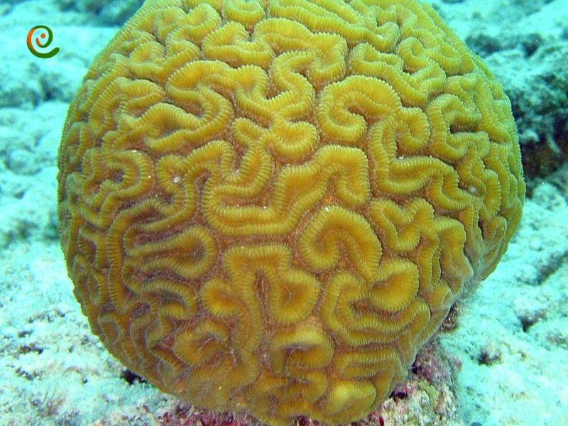 درباره تهدیدهای از بین رفتن مرجان ها در دکوول بخوانید.