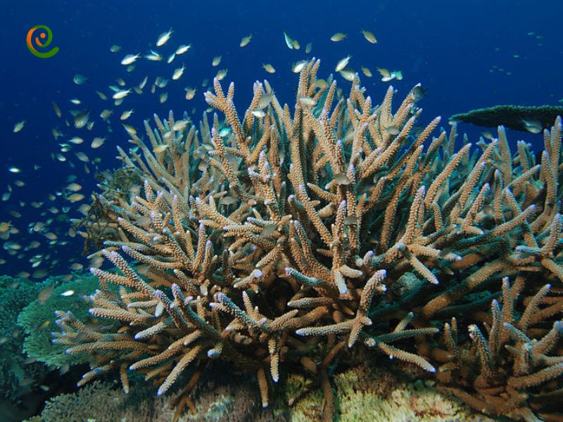 صخره های مرجانی زیستگاه ماهی ها درباره آنها با این مقاله از دکوول همراه باشید.