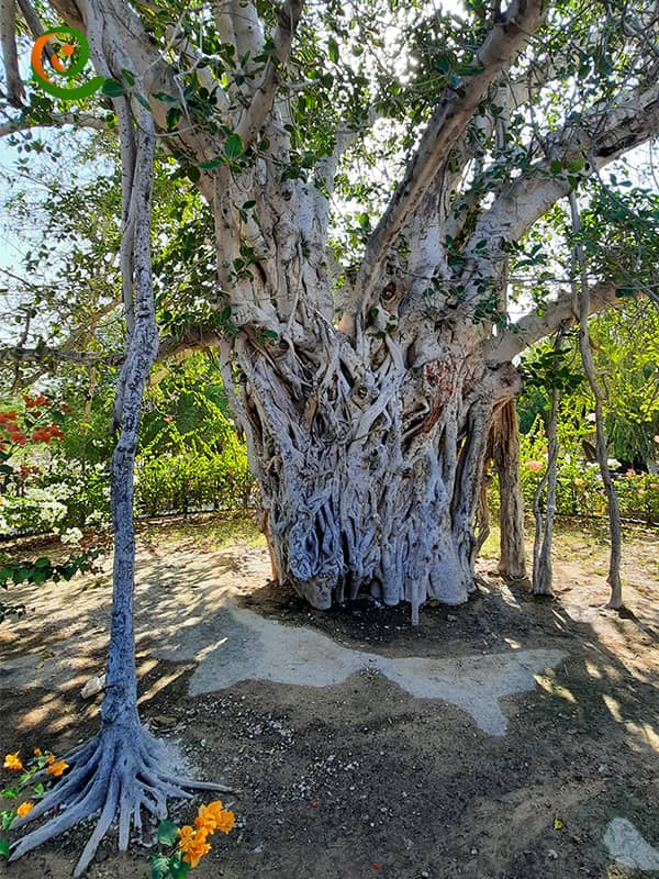 درخت کهنسال در کیش که در مناطق جنوبی دیگر نیز یافت می‌شود.