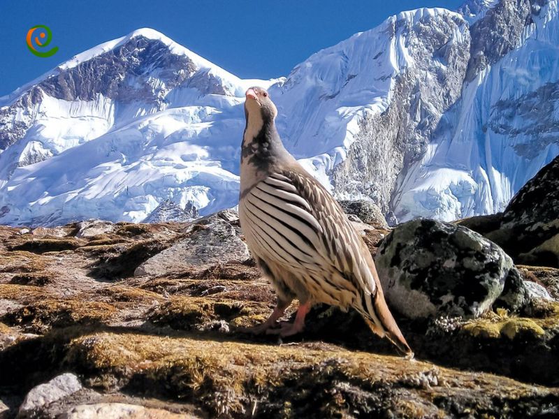 درباره زیست پرندگان منطقه حفاظت شده پرور در دکوول بخوانید.