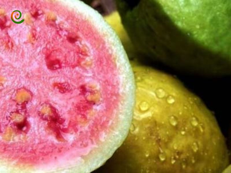 میوه های خلیج گواتر را در دکوول ببینید و درباره آنها بخوانید.