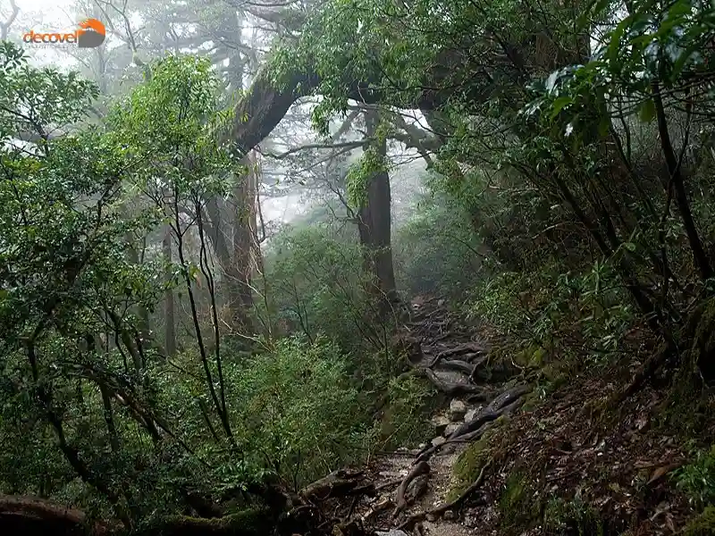 درباره جنگل های یاکوشیما در این مقاله از دکوول بخوانید.