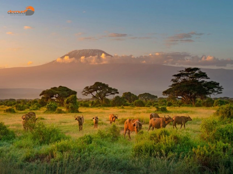 درباره موقعیت جغرافیایی و نحوه دسترسی به پارک ملی آمبوسلی در کنیا در دکوول بخوانید.