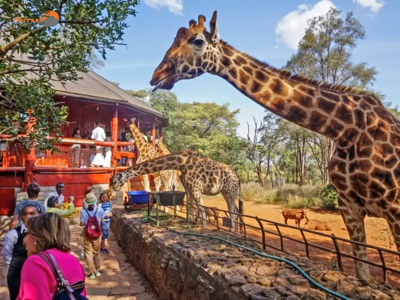 تاریخچه و اهمیت حفاظت از حیات وحش در مرکز زرافه نایروبی در دکوول بخوانید.