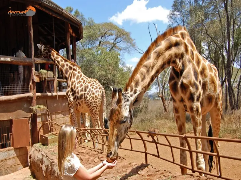 درباره اهمیت حفاظت از گونه‌های حیات وحشی مرکز زرافه نایروبی کنیا در دکوول بخوانید