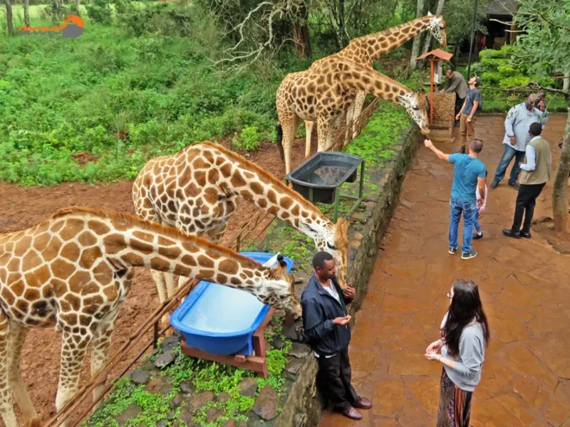 درباره موقعیت جغرافیایی و نحوه دسترسی مرکز زرافه نایروبی کنیا با این مقاله از دکوول همراه باشید.