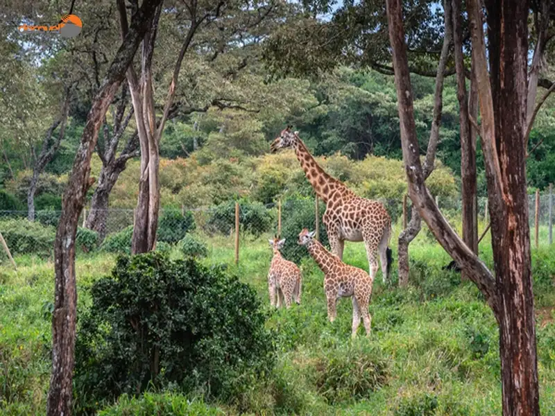 درباره جاذبه‌های توریستی این مرکز و ویژگی‌های طبیعی نگهداری زرافه کنیا با دکوول همراه باشید.