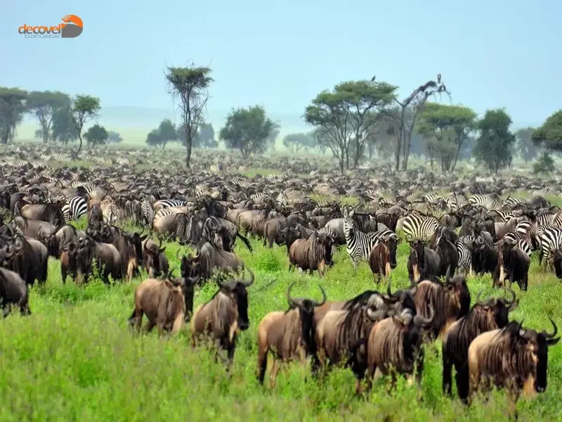 درباره موقعیت مکانی مهاجرت بزرگ حیات وحش در کنیا: از کجا به کجا؟ در دکوول بخوانید.