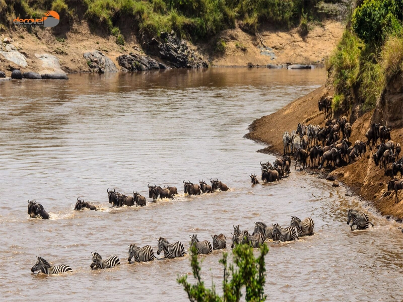 درباره پارک ملی ماسای مارا در کنیا با این مقاله از دکوول همراه باشید.