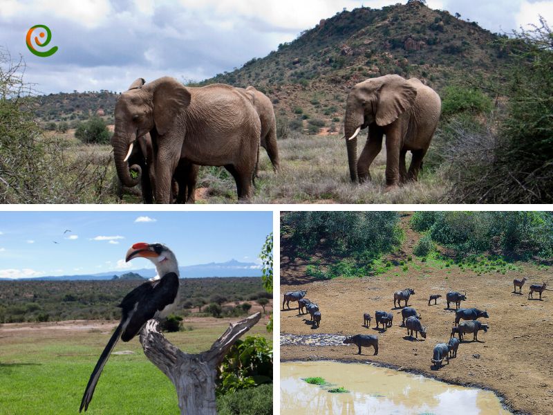 درباره گیاهان و جانوران پارک ملی کنیا با این مقاله از دکوول همراه باشید.