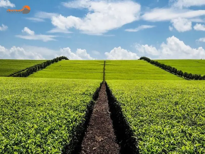 درباره مزرعه چای کریچو در کنیا با این مقاله از وب سایت دکوول همراه باشید.
