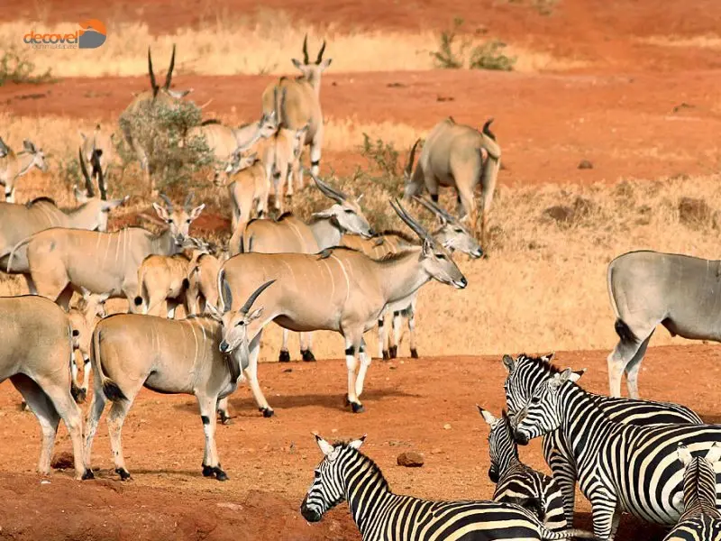 درباره بهترین زمان برای سفر به پارک ملی تساوو در کنیا در دکوول بخوانید.