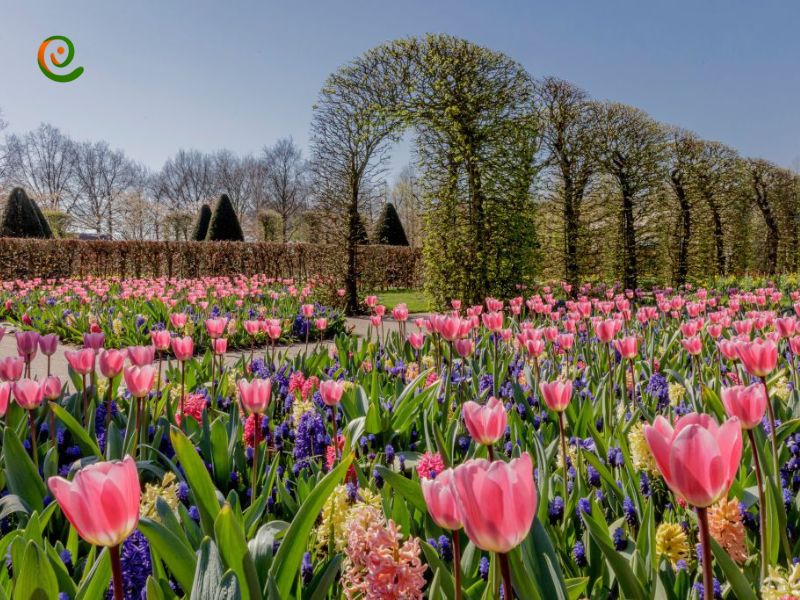 درباره تاریخچه باغ‌های کوکنهوف هلند با این مقاله از وب سایت دکوول همراه باشید.