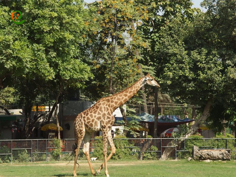 درباره باغ وحش لاهور پاکستان با این مقاله از دکوول همراه باشید.