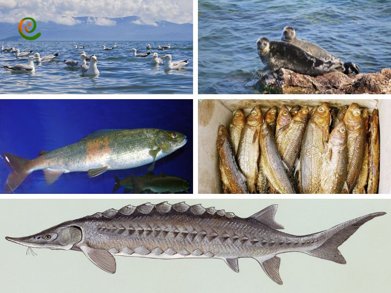 درباره جانوران آبزی دریاچه بایکال با این مقاله از دکوول همراه باشید.