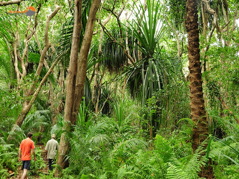 درباره وسایل ضروری برای سفر به جنگل جوزانی در دکوول بخوانید.