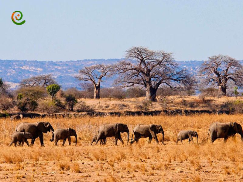 درباره موقعیت پارک ملی تارانگیری تانزانیا با این مقاله از دکوول همراه باشید.