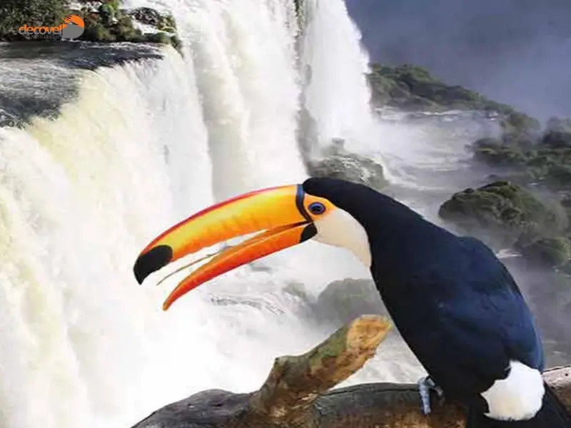 درباره آبشار ایگواسو در برزیل با این مقاله از وب سایت دکوول همراه باشید.