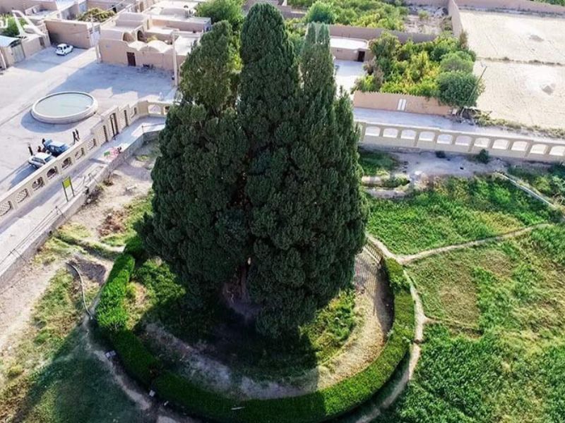 سرو ابرکوه: قدیمی ترین درخت جهان در یزد