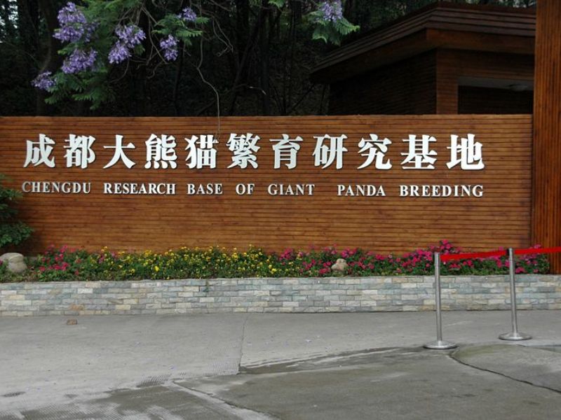 مرکز تحقیقاتی چنگدو: پرورش پانداهای عظیم