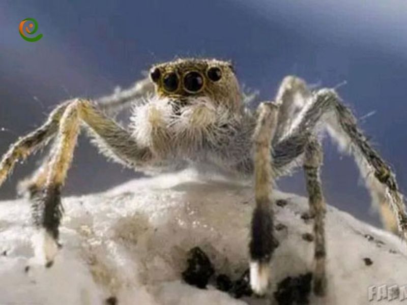 یک عنکبوت در اورست زندگی می کند در دکوول ببینید.