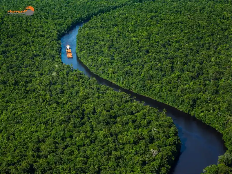 درباره جنگل های بارانی در کشور سورینام در این مقاله از دکوول بخوانید.