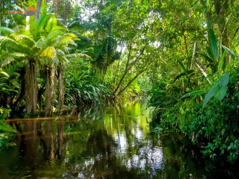درباره تنوع گیاهی در جنگل آمازون در این مقاله از دکوول بخوانید.