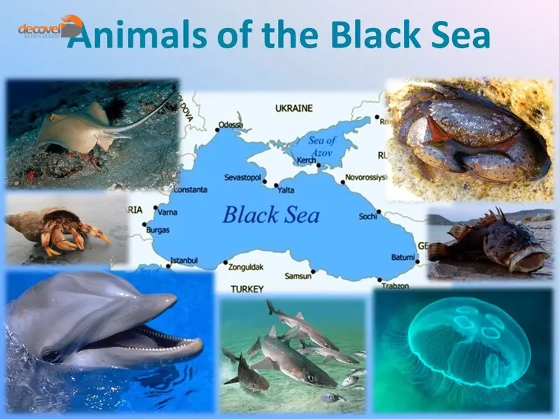 درباره اکوسیستم های گیاهی و جانوردی دریای سیاه در دکوول بخوانید.