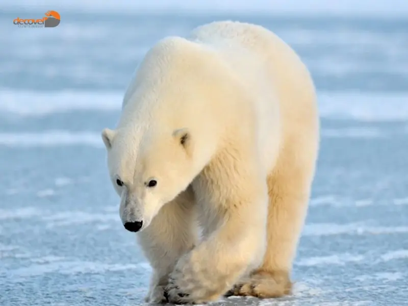 درباره محیط زیست و حیات وحش در قطب شمال و اقیانوس منجمد شمالی با دکوول همراه باشید.