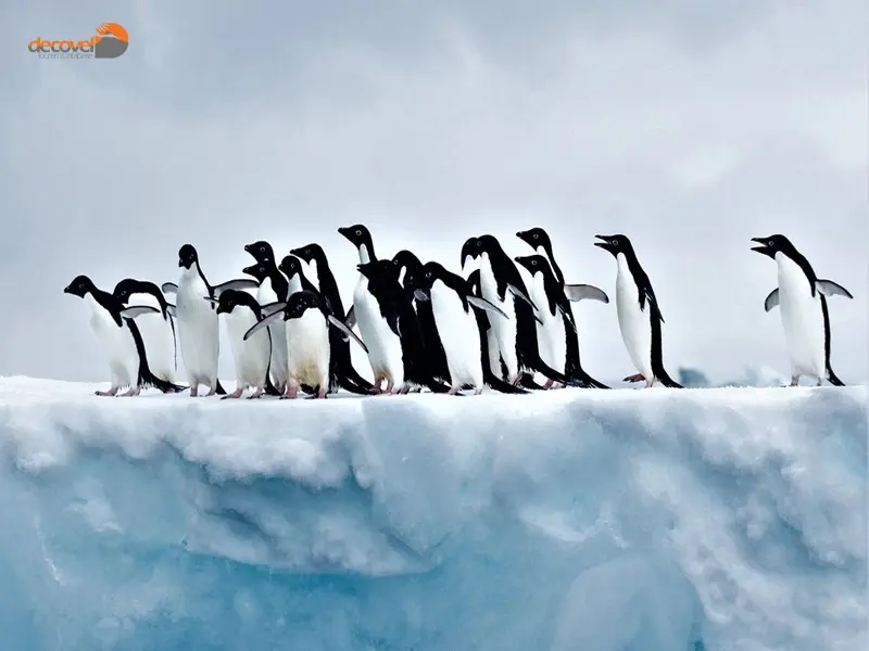 درباره حیات وحش و زیبایی‌های طبیعی قطب جنوب در دکوول بخوانید.